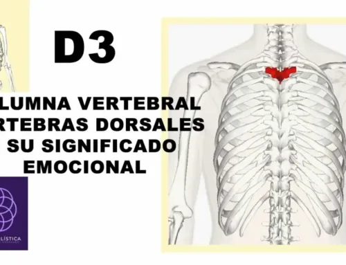 D3 – Columna vertebral – vértebras dorsales, significado emocional y formas de sanarlo